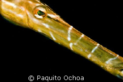 Its a trumpet fish taken in Darialaut (dive site), Anilao... by Paquito Ochoa 